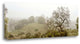 "Oak Tree - 41" By Alan Blaustein, Giclee Print on Gallery Wrap Canvas