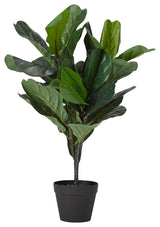 Fiddle Leaf Fig Plant