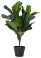 Fiddle Leaf Fig Plant