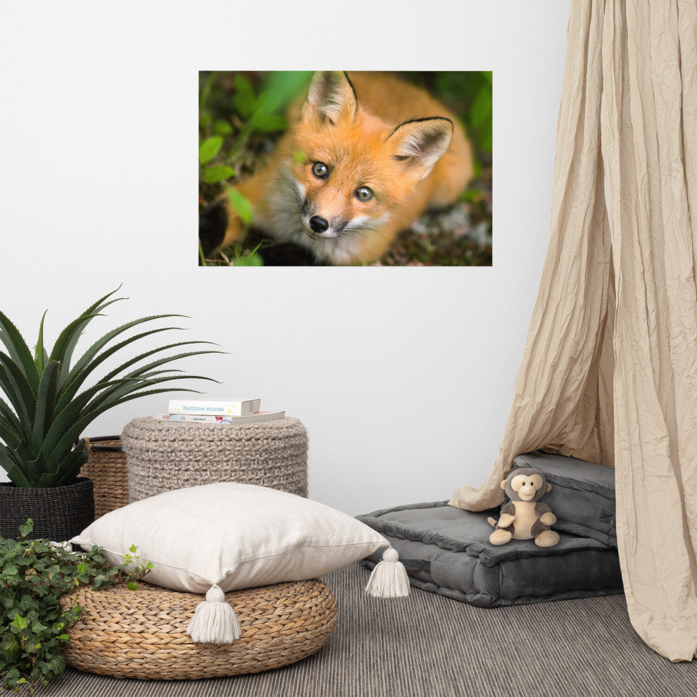Young Red Fox Face Animal Wildlife Nature Photograph Loose Wall Art Print, 24" X 36"