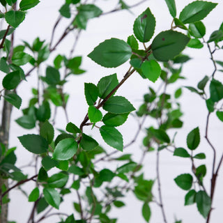 Close-up of leaf detail on a white background (close view, not full product).