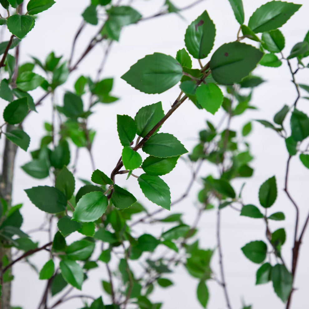 Close-up of leaf detail on a white background (close view, not full product).
