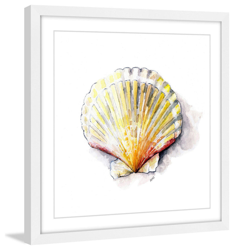 "Sea Scallop" Framed Print by Rachel Byler