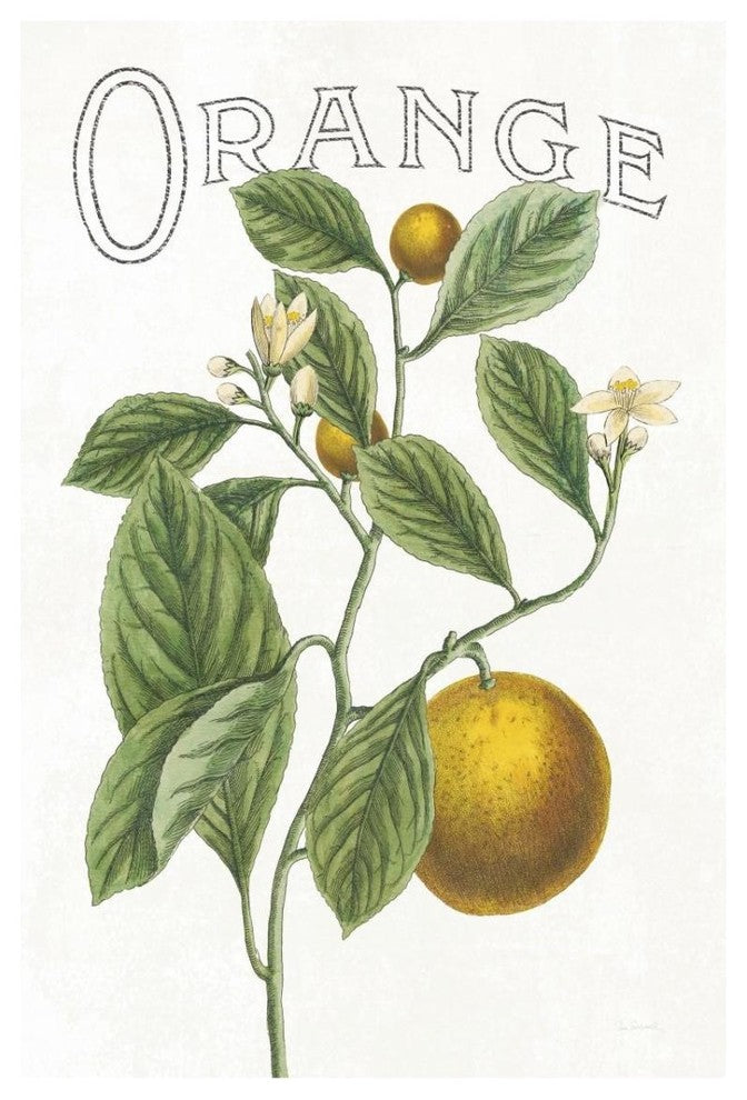 "Classic Citrus VI v2" Digital Paper Print by Sue Schlabach, 22"x32"