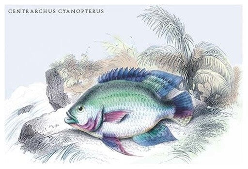 Centrarchus Cyanopterus - Gallery Wrapped Canvas Art 28" x 42"