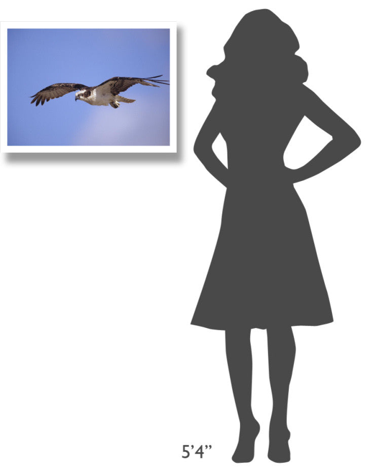 "Osprey flying, North America" Digital Paper Print by Tim Fitzharris, 26"x20"