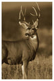 "Mule Deer male in dry grass, North America - Sepia" Paper Art, 18"x26"