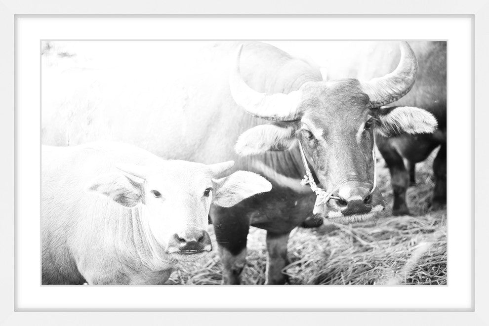 Marmont Hill, "Bovine Pair" Framed Painting Print, 36x24