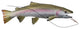 Country Rustic Home Decor 'Steelhead Trout' - Lodge Fish Art on Stainless Steel