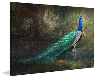 "Jungle Stream Peacock" Art Print, 76x51 cm