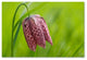 Cora Niele ''Snake''s Head Fritillary Flower'' Canvas Art