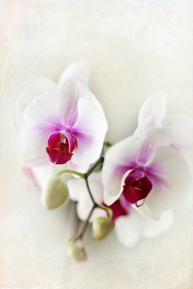Marmont Hill, "Orchids" by Sylvia Cook Painting Print on Wrapped Canvas, 40x60