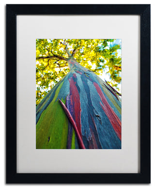 CATeyes 'Rainbow Eucalyptus Tree', Black Frame, White Mat, 20x16