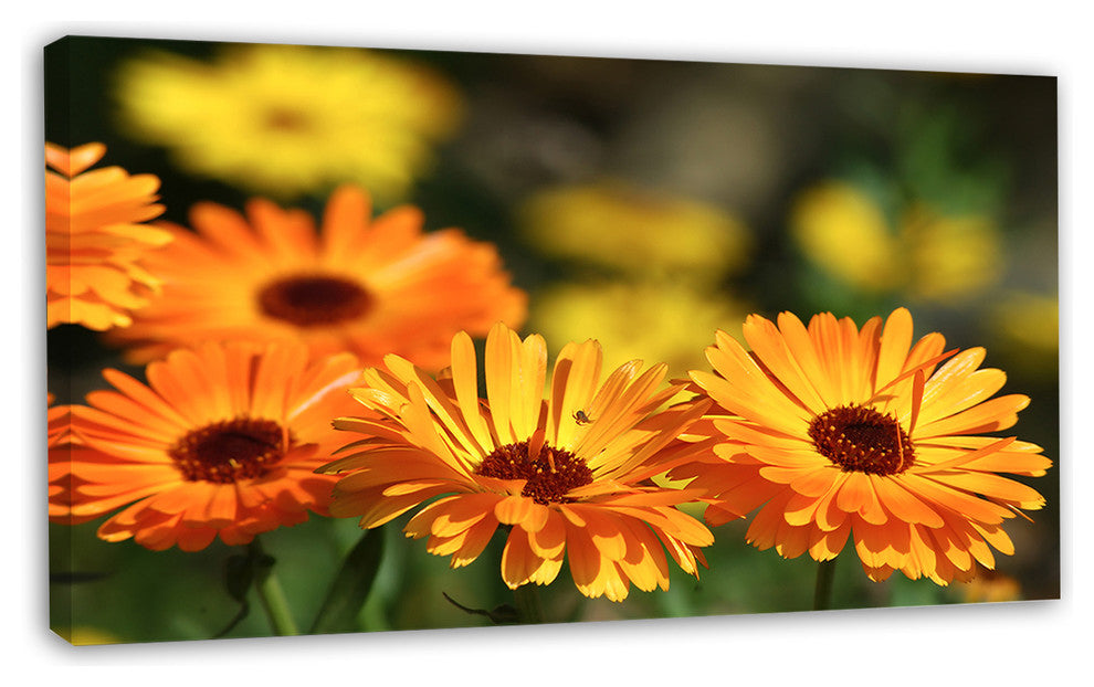 Blooming Orange Marigold Flowers, Floral Canvas Art Print, 32"x16"