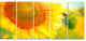 Beautiful Sunflowers Blooming, Large Animal Canvas Art Print, 60"x28", 5 Panels