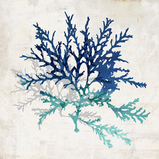 Cerulean Coral I, 36"x36", Gallery Wrapped