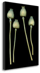 "Floral Color - 21" By Alan Blaustein, Giclee Print on Gallery Wrap Canvas
