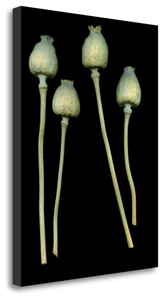 "Floral Color - 21" By Alan Blaustein, Giclee Print on Gallery Wrap Canvas
