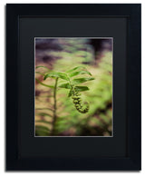 PIPA Fine Art 'Growth of the Forest Floor' Matted Framed Art, 14x11