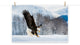 Adult Bald Eagle Alaskan Winter Animal Wildlife Photograph Loose Wall Art Print, 12" X 16"