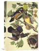 "Summer Or Wood Duck" Artwork, 12" x 18"