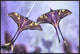 Actias, 36"x24"