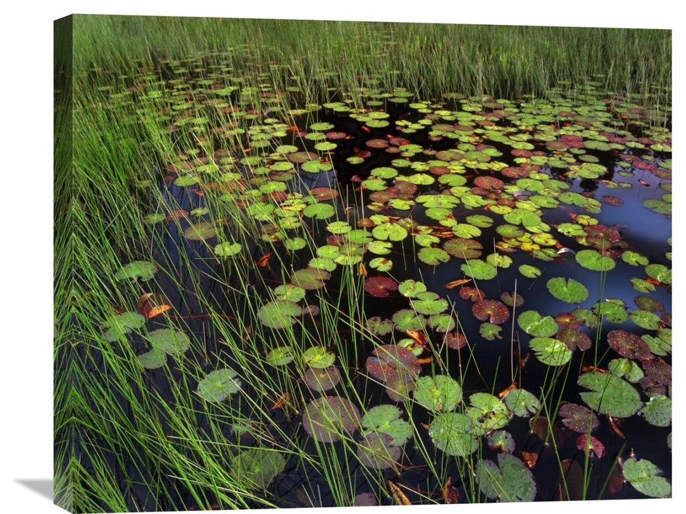 "Pond With Lily Pads And Grasses, Cape Cod, Massachusetts" Artwork, 28" x 22"