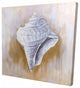 Conical Shell, Fine Art Gallery Wrapped Canvas, 24"x24"