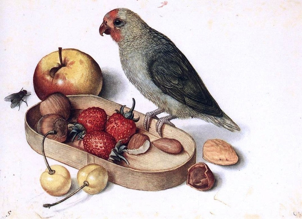 Georg Flegel Still-Life with Pygmy Parrot, 18"x27" Gallery Wrapped Canvas
