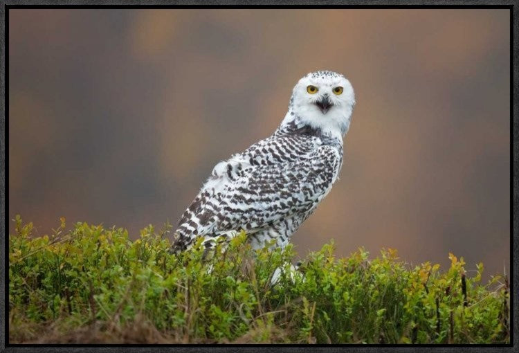 "Snowy Owl" Framed Canvas Giclee by Milan Zygmunt, 23x16"