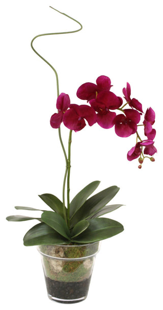 WaterlookÂ® Violet Phaleanopsis Orchid with Whip Grass