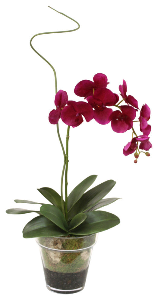 WaterlookÂ® Violet Phaleanopsis Orchid with Whip Grass