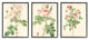 Vintage Pink Rose Illustrations with Floral Stem Detail3-Piece, 11x14