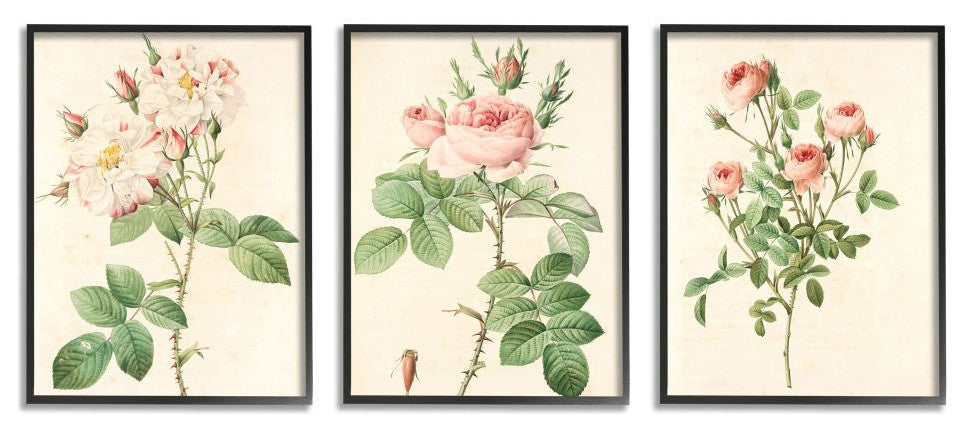 Vintage Pink Rose Illustrations with Floral Stem Detail3-Piece, 11x14