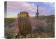 "Saguaro And Giant Barrel Cactus, Saguaro National Park, Arizona" Artwork