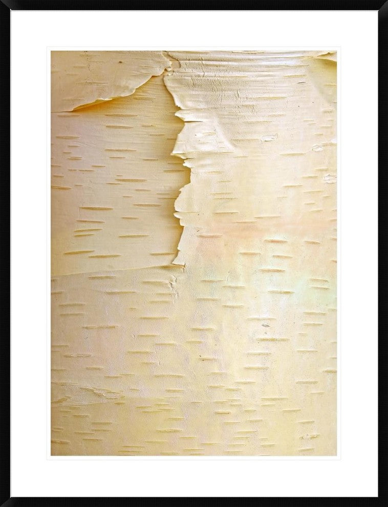 "Birch close up of tree trunk, North America"  by Tim Fitzharris, 29x38"
