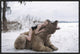 "Napping on a Bear" Framed Canvas Giclee by Olga Barantseva, 25x17"