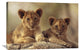 "African Lion Cubs, Hwange National Park, Zimbabwe, Africa" Artwork