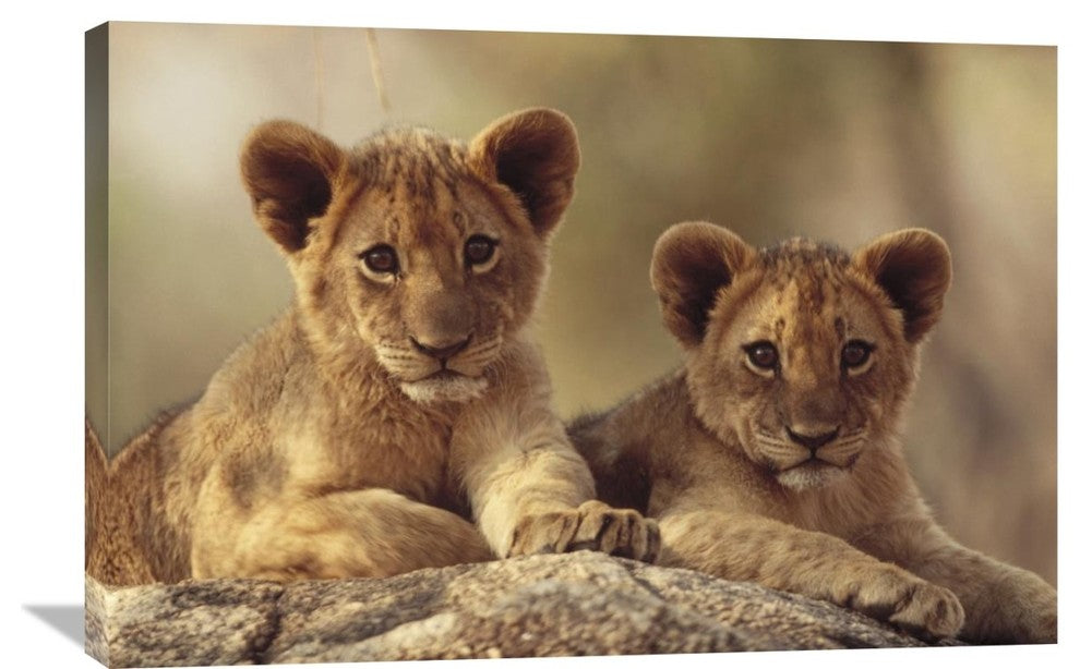 "African Lion Cubs, Hwange National Park, Zimbabwe, Africa" Artwork