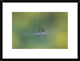 "Magic Bunch" Framed Digital Print by Bertrand Kulik, 26"x20"
