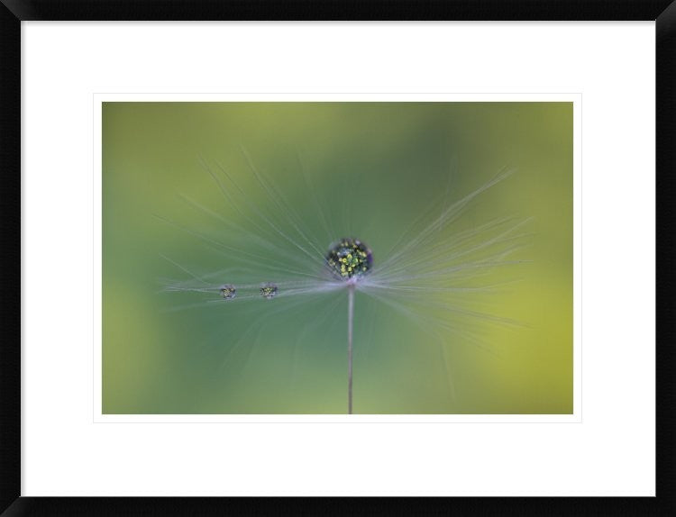 "Magic Bunch" Framed Digital Print by Bertrand Kulik, 26"x20"