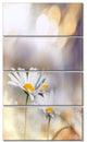 Chamomiles on Blue Background, Floral Canvas Art Print, 28"x48", 4 Panels