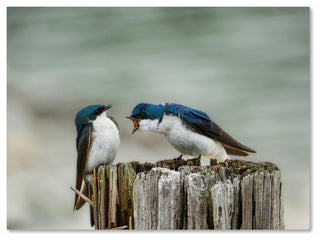 Jai Johnson 'Angry Swallows' Canvas Art, 47 x 35