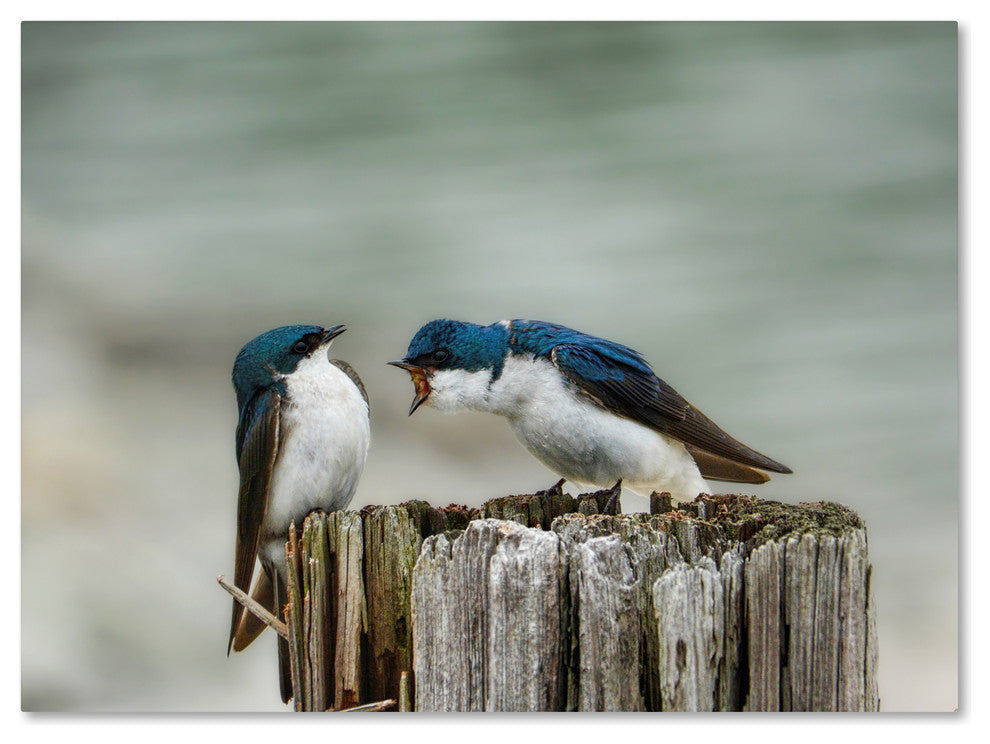 Jai Johnson 'Angry Swallows' Canvas Art, 47 x 35