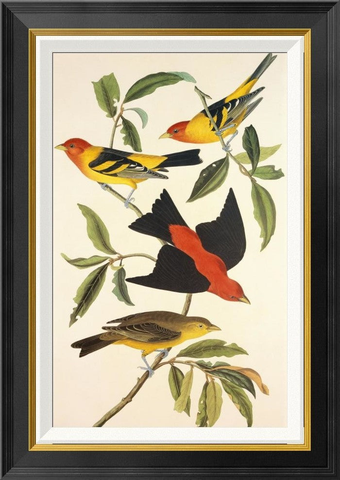 "Louisiana Tanager, Scarlet Tanager"  by John James Audubon, 20x28"