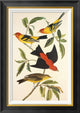 "Louisiana Tanager, Scarlet Tanager"  by John James Audubon, 20x28"