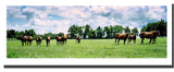 'Kentucky Horse Field' Canvas Art by Preston
