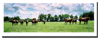 'Kentucky Horse Field' Canvas Art by Preston