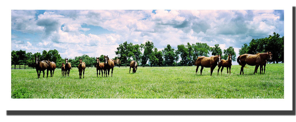 'Kentucky Horse Field' Canvas Art by Preston