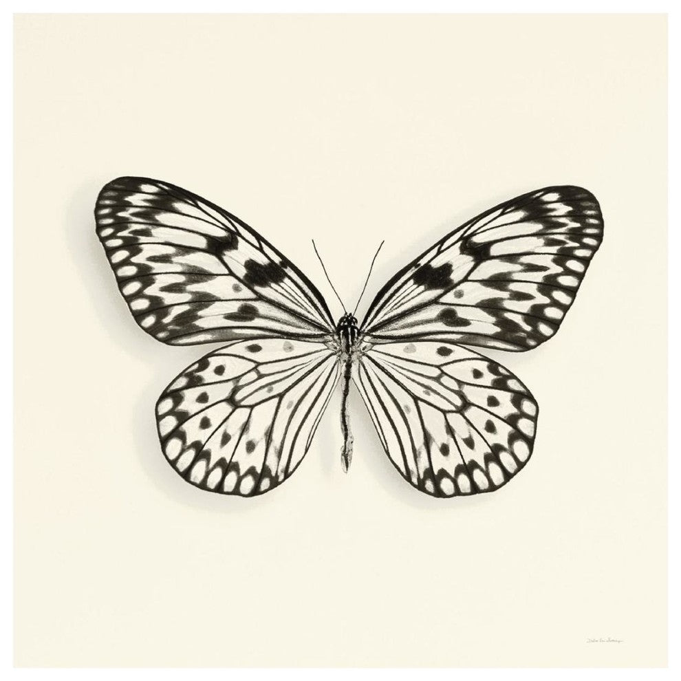 "Butterfly V - BW" Digital Paper Print by Debra Van Swearingen, 20"x20"